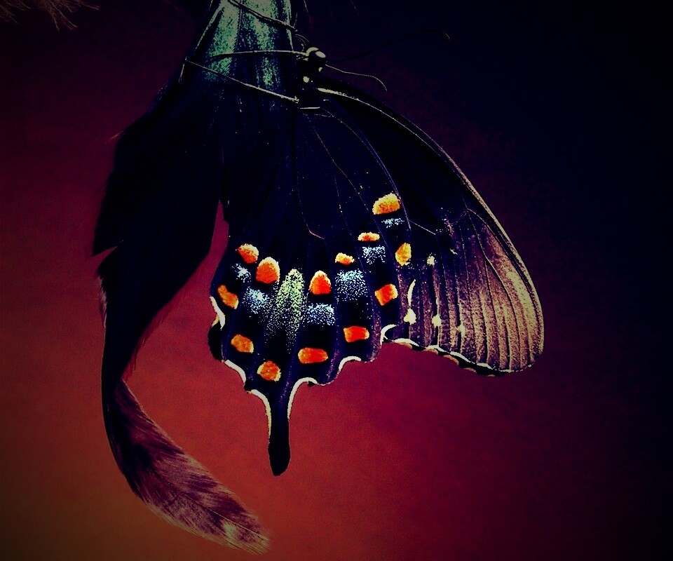 Красивая бабочка обои