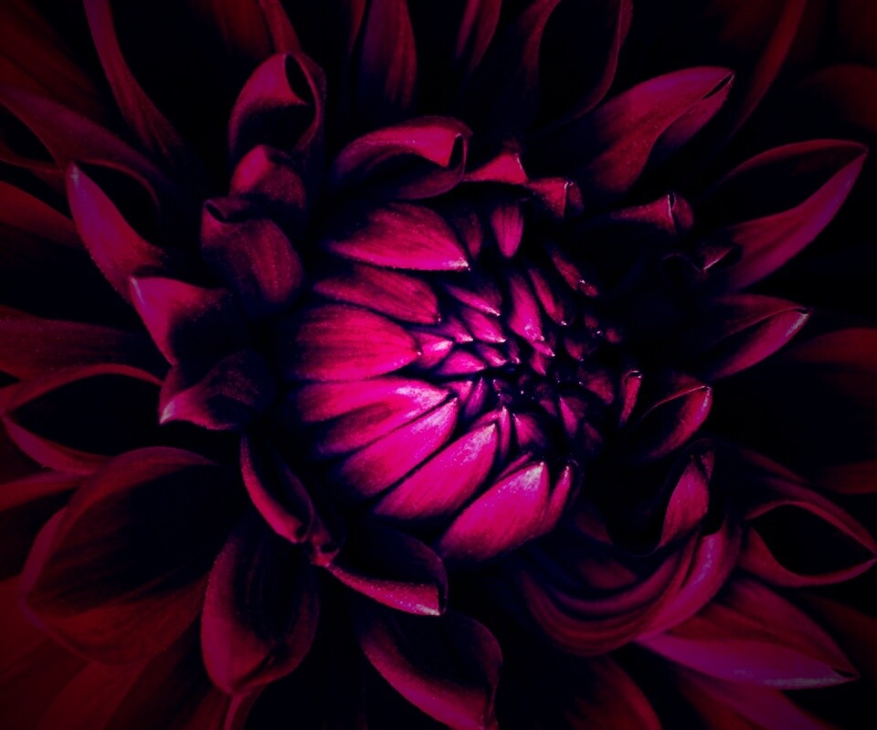 Цветок обои