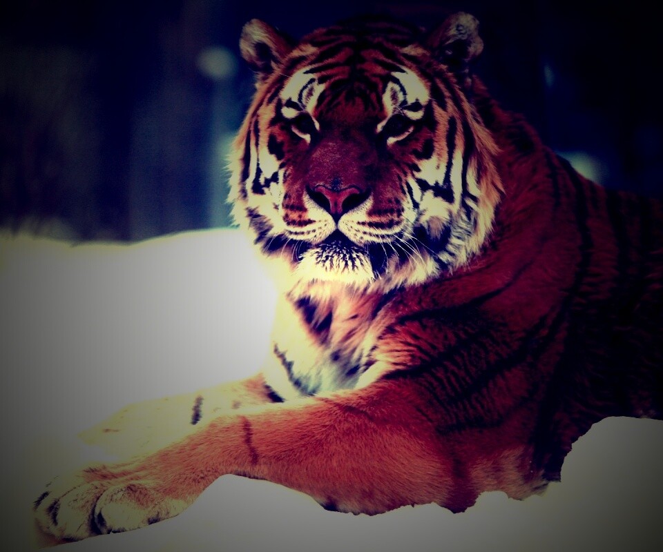 Тигр в снегу обои