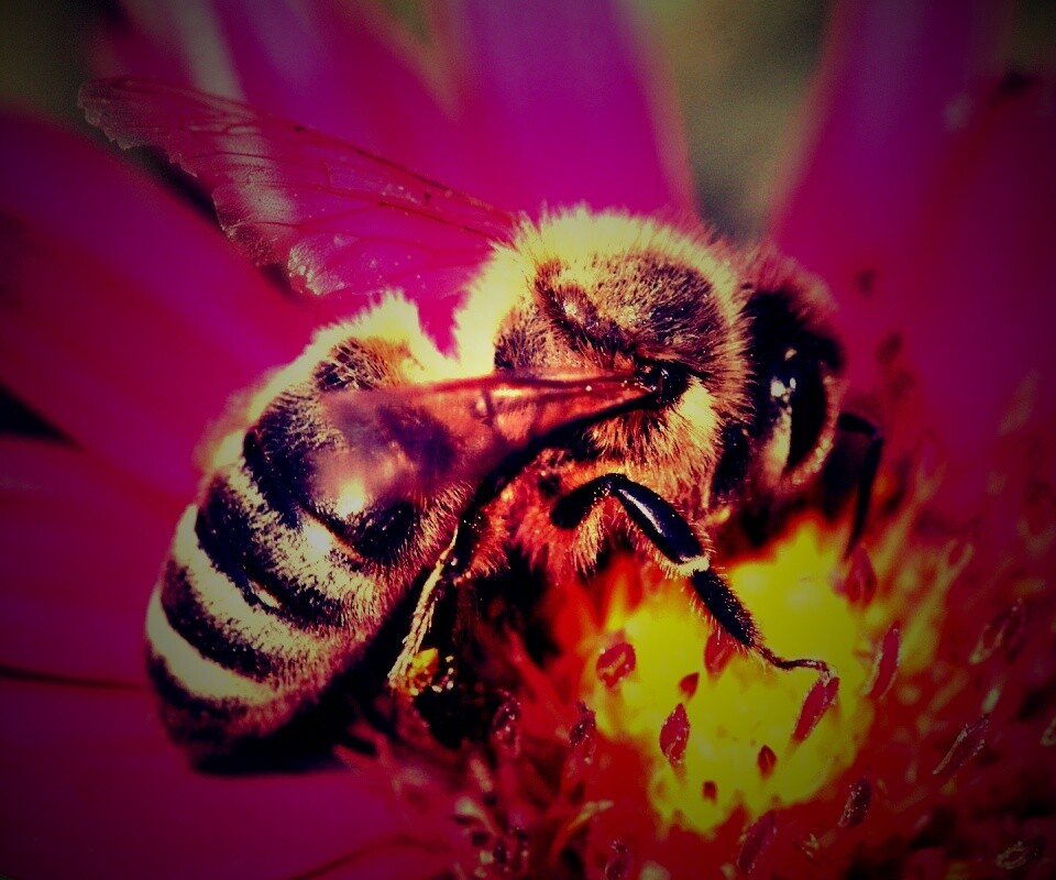 Пчела на цветке обои