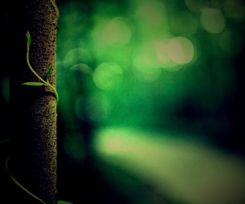 Стебелек на стволе деревца обои