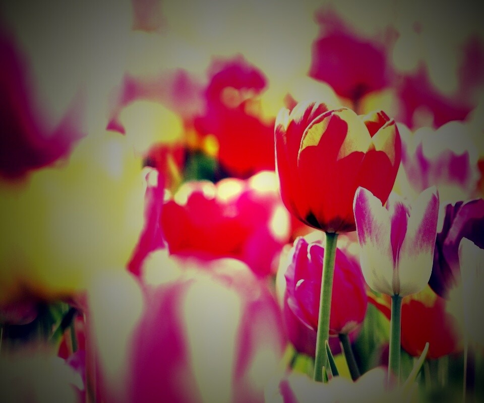 Красивые тюльпаны обои