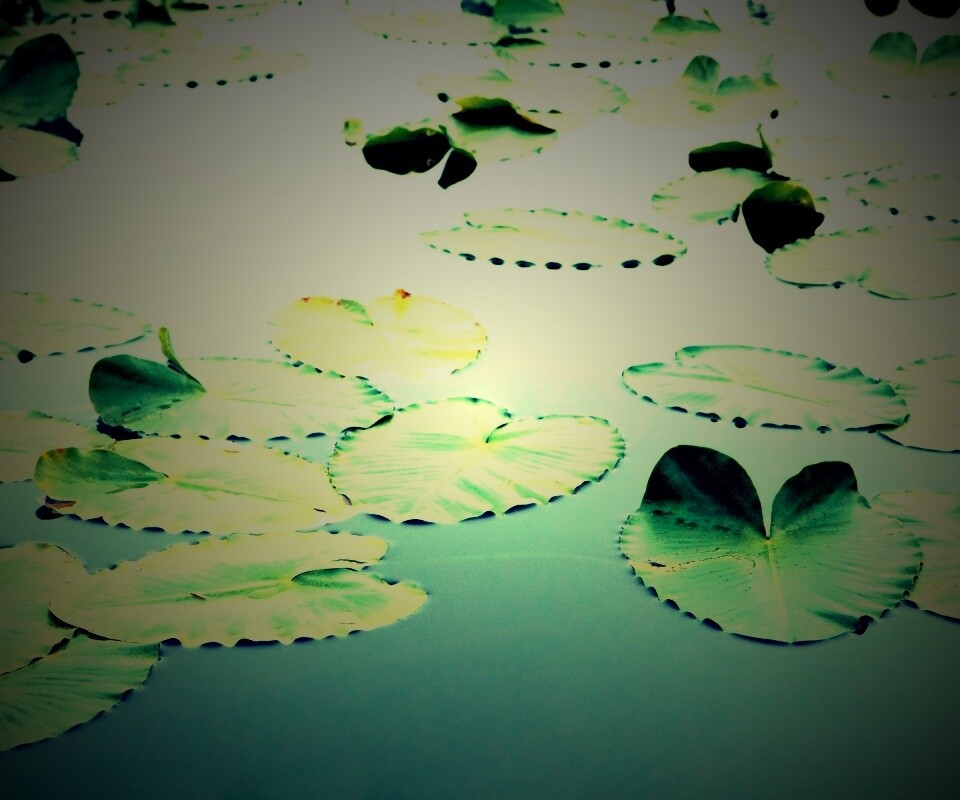 Плавающие листья обои