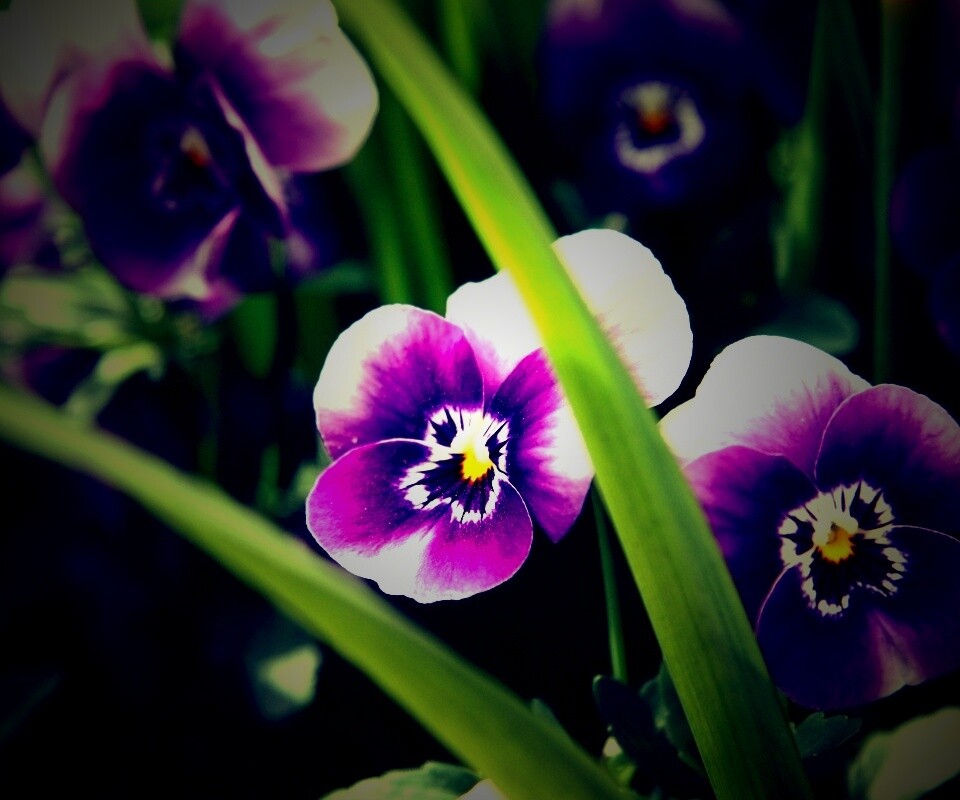 Анютины глазки обои