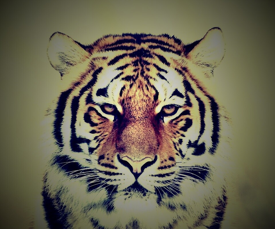 Красавец тигр обои