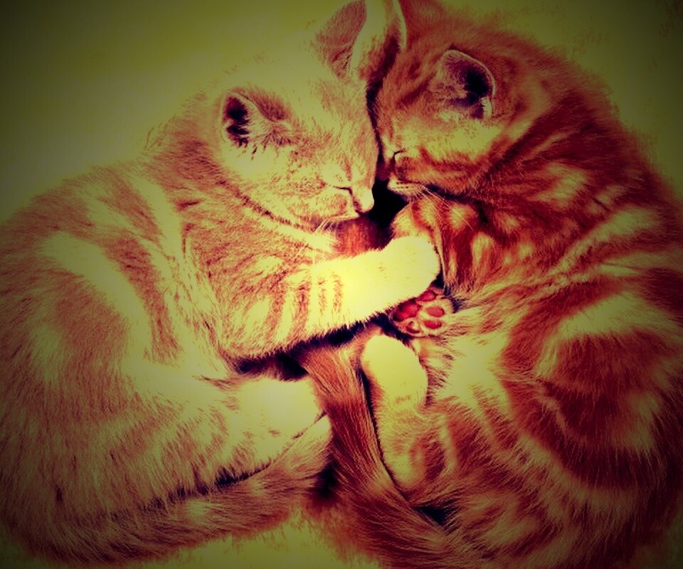 Рыжие котята в обнимку обои