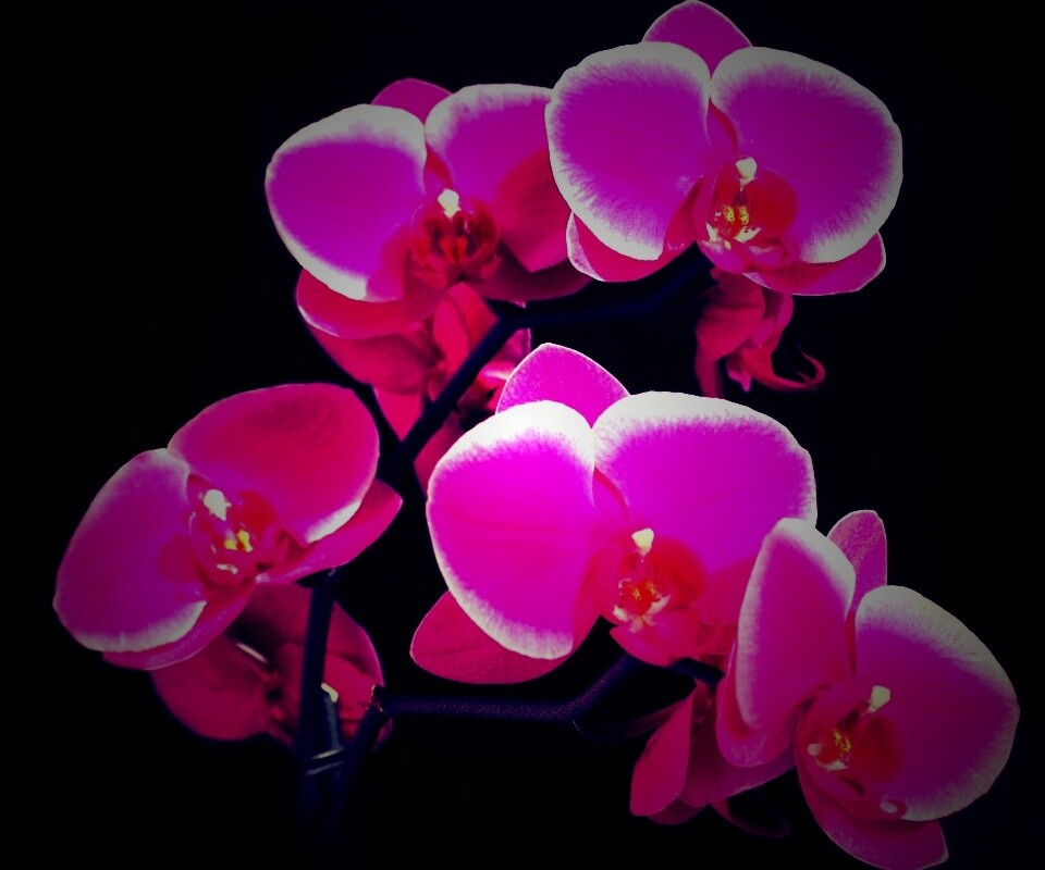 Орхидея обои