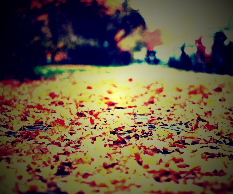 Осенние листья обои