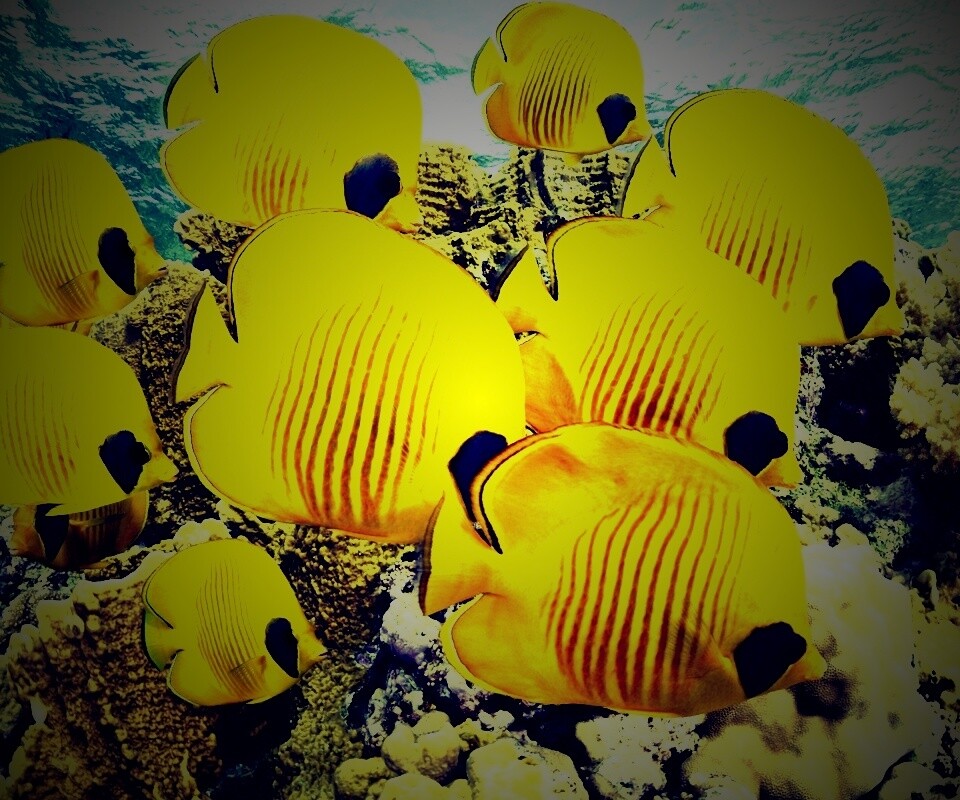 Желтые рыбки обои