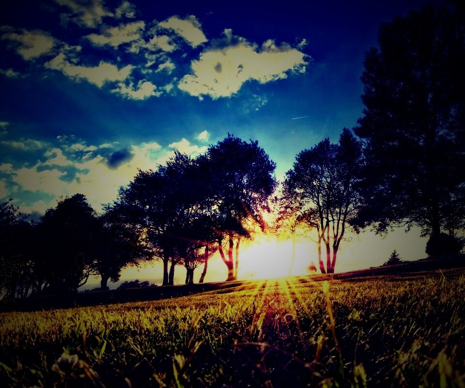 Лучи солнца на траве обои