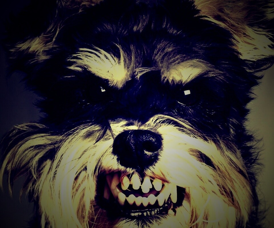 Терьер вне себя обои