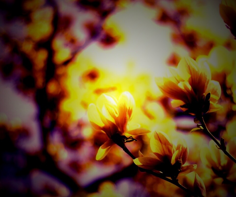 Желтые цветы распустились обои