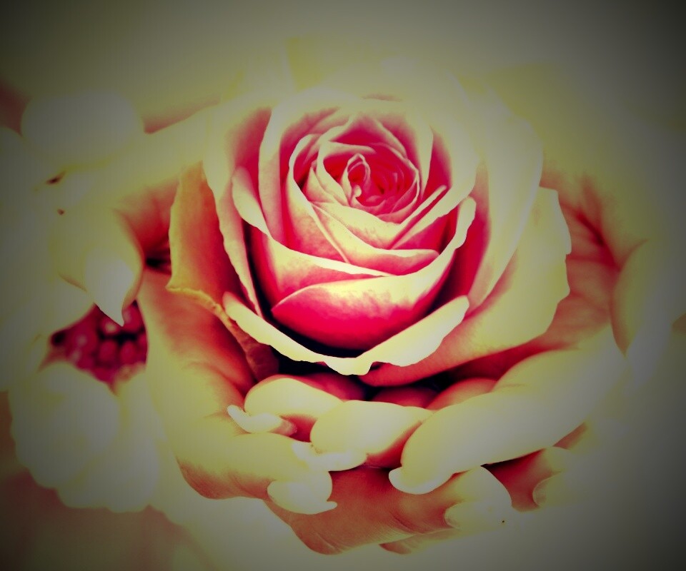 Роза в женских руках обои