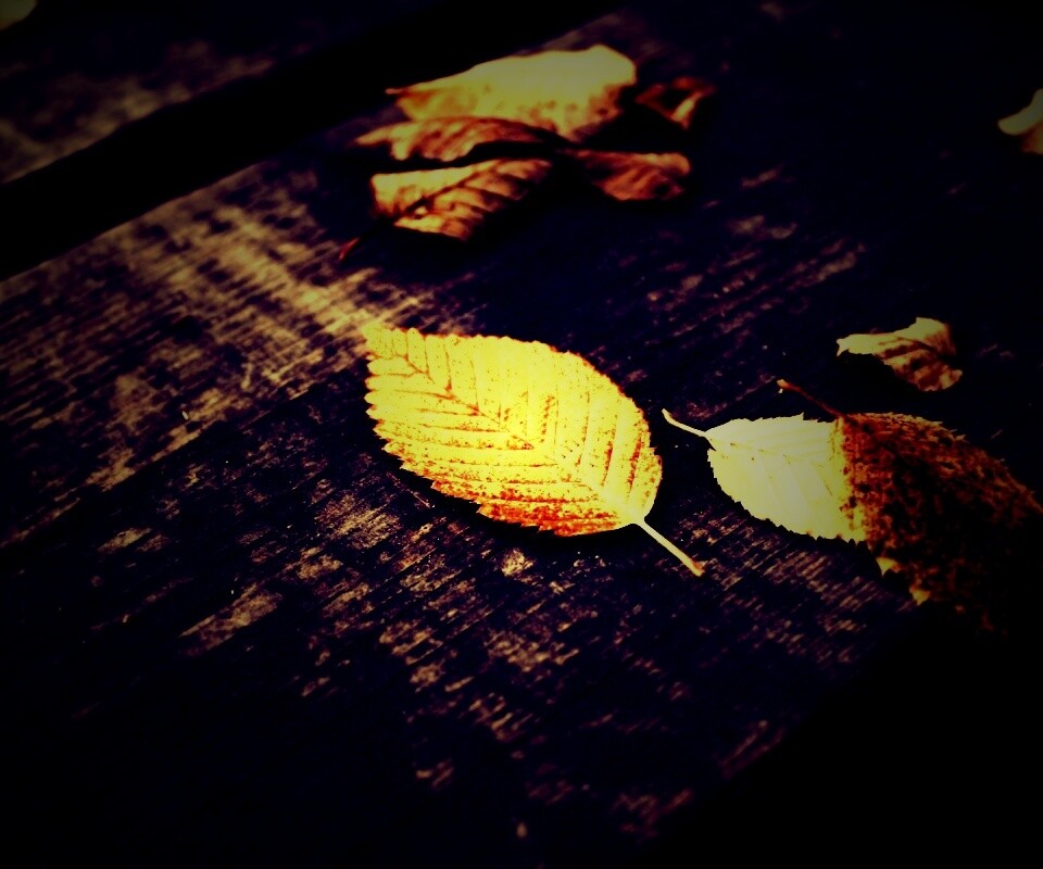 Опавшая листва обои