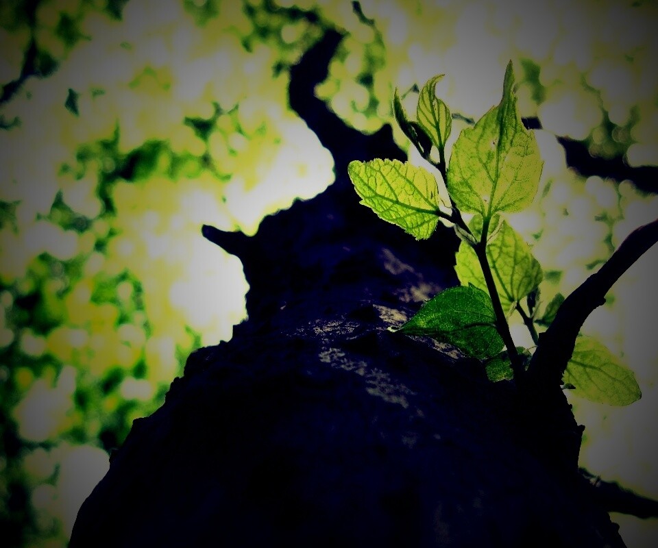 Ствол дерева обои