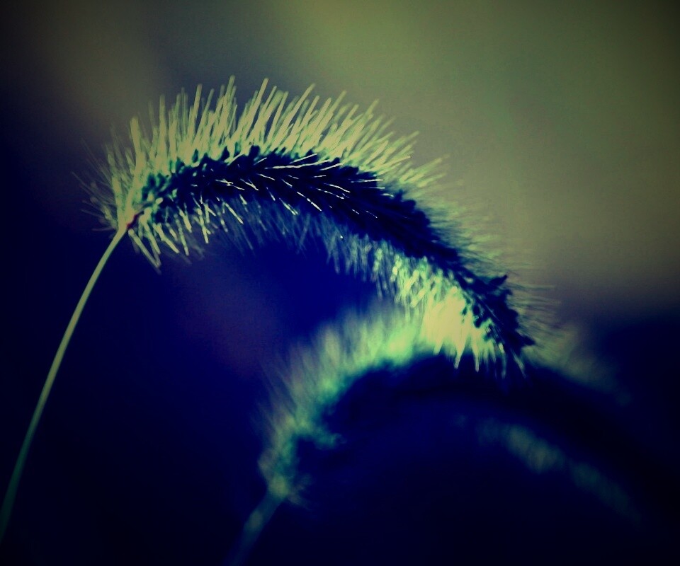 Травинка обои