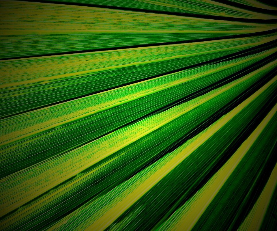 Зеленый пальмовый лист обои