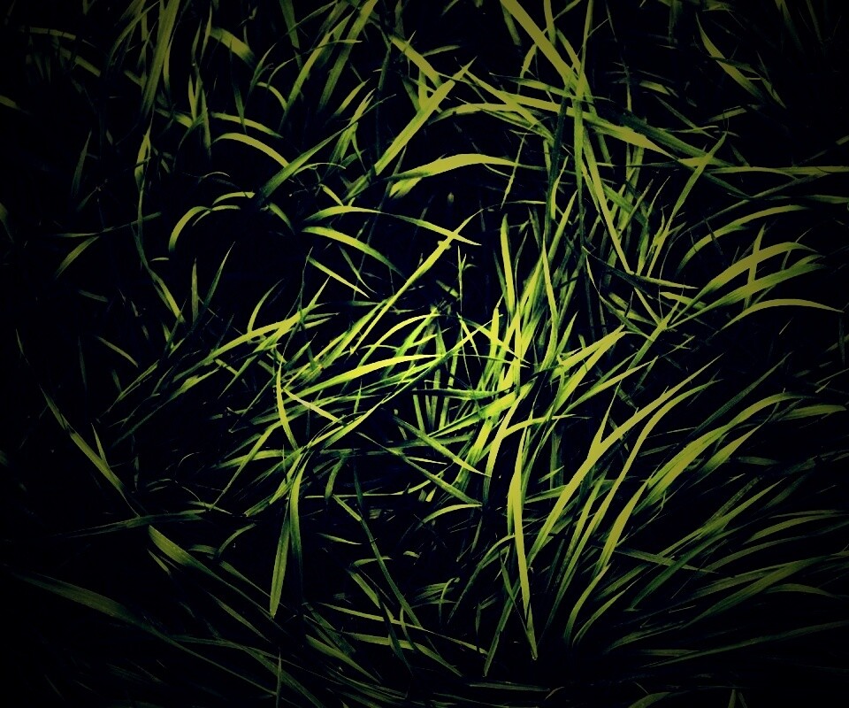 Блеклая трава обои