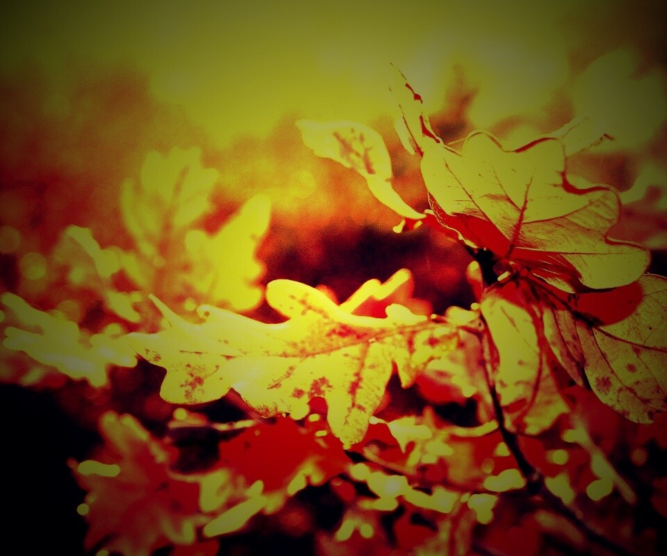 Дубовые листья обои