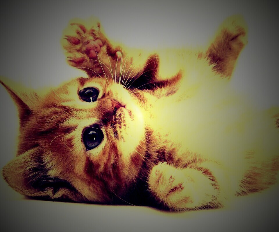 Котёнок обои