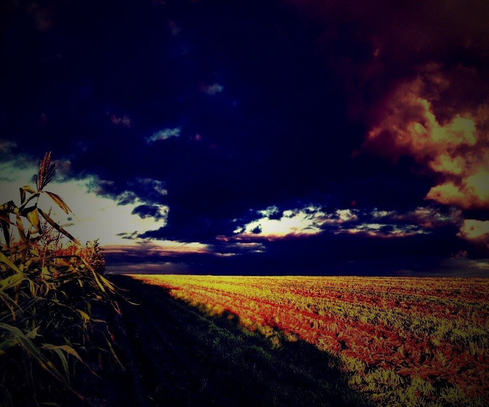 Кукурузное поле обои