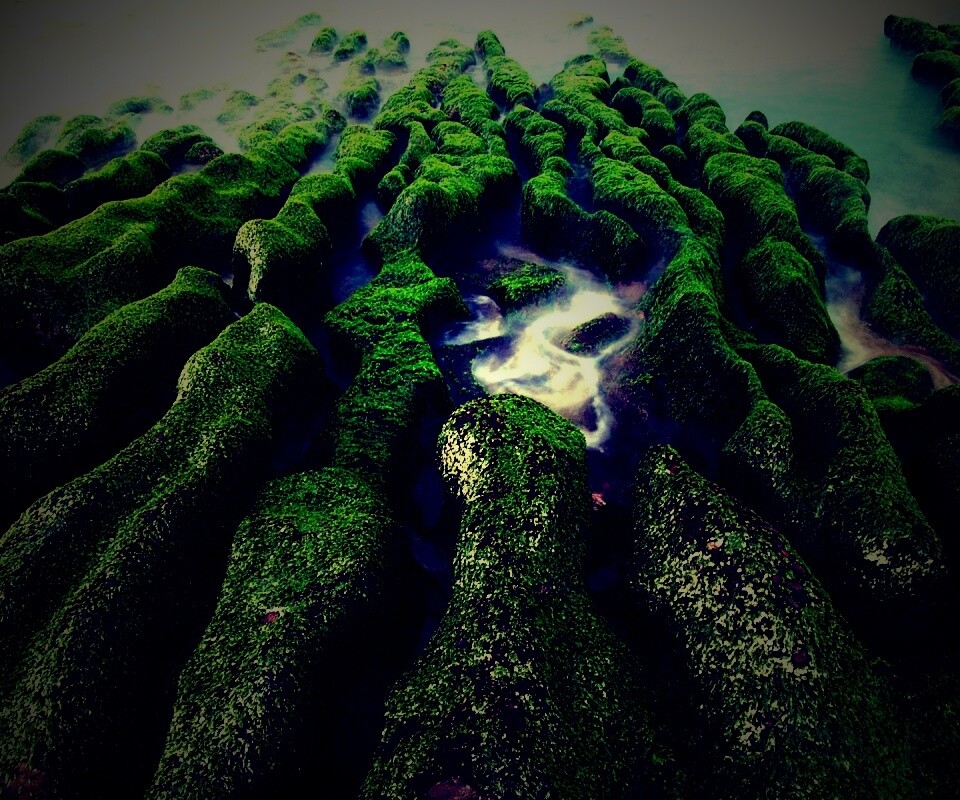 Заросший берег обои