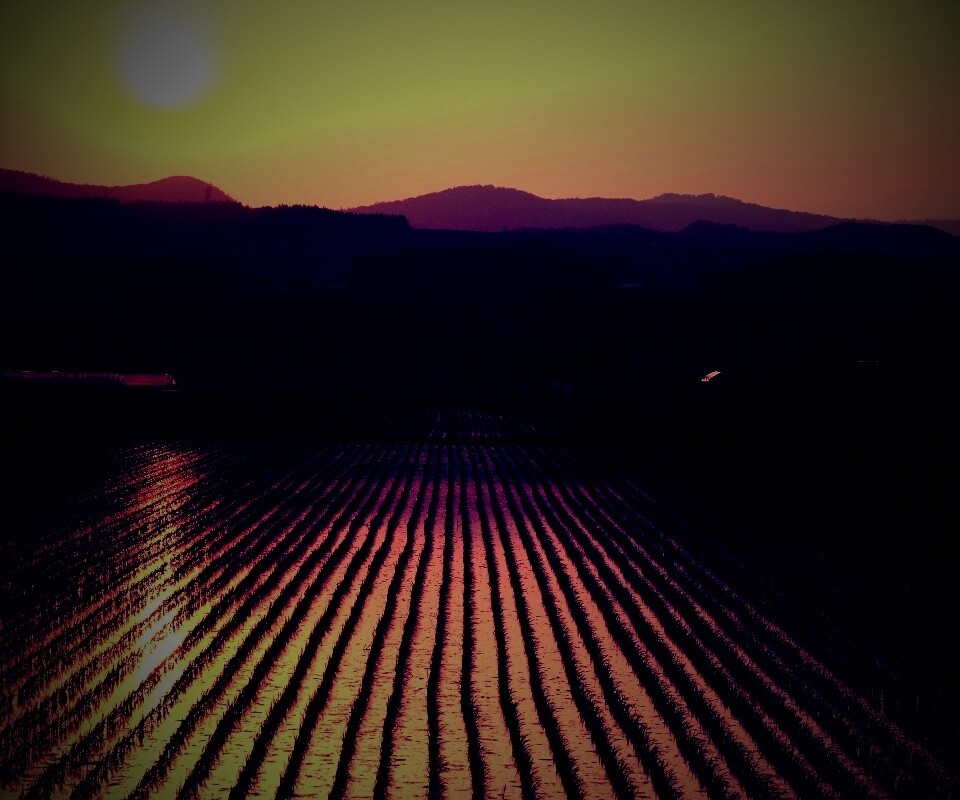 Рисовые поля обои