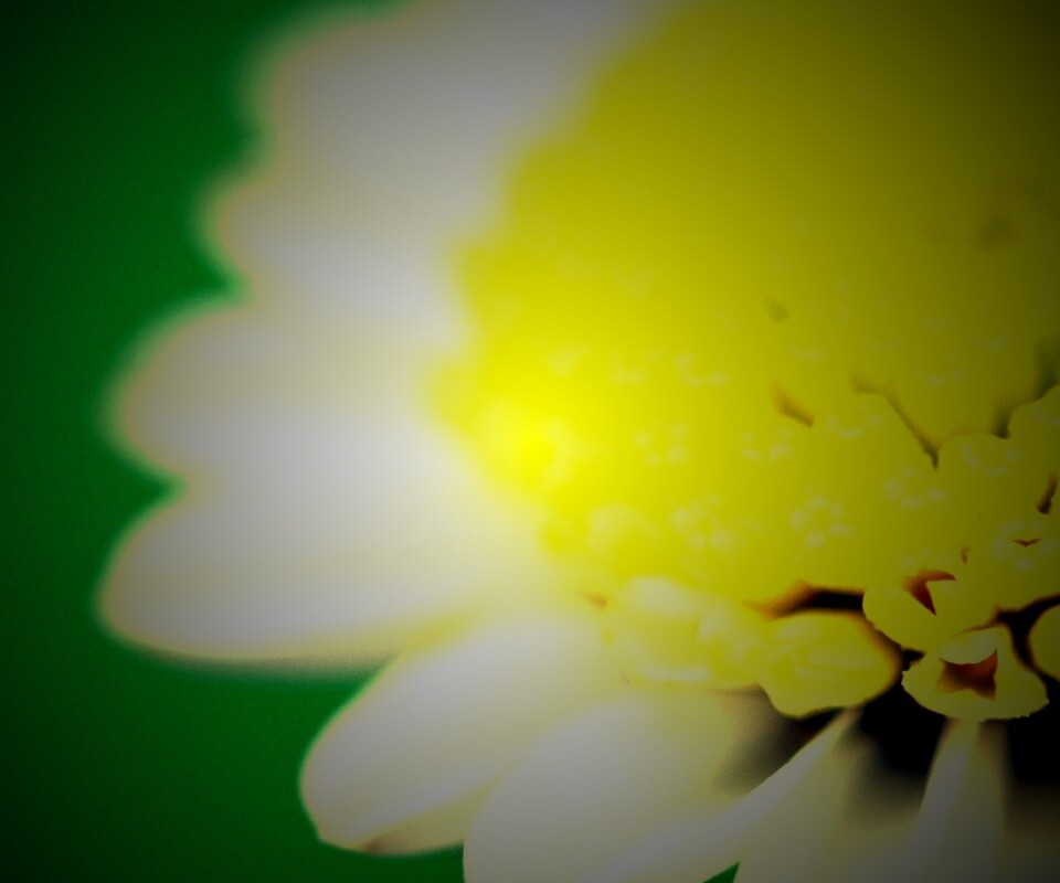 Хризантема обои