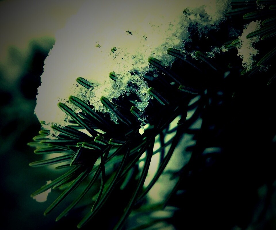 Хвойная ветка вся в снегу обои