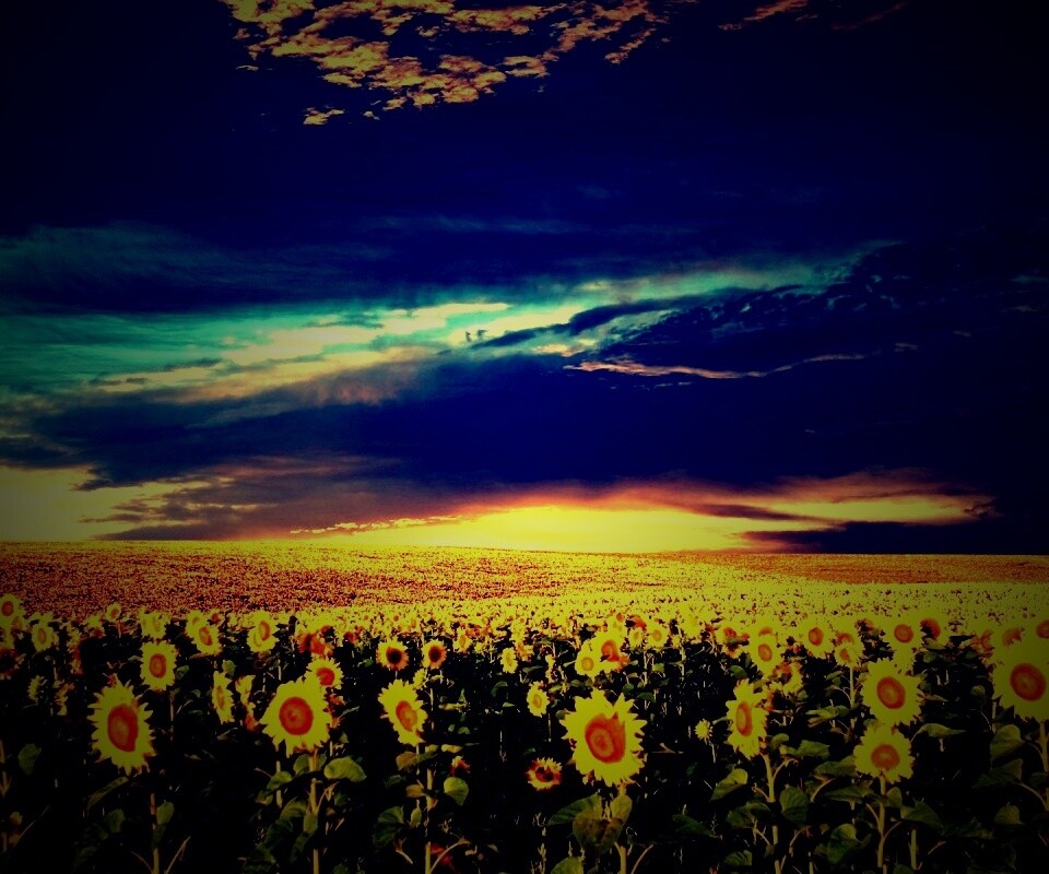 Целое поле подсолнухов обои