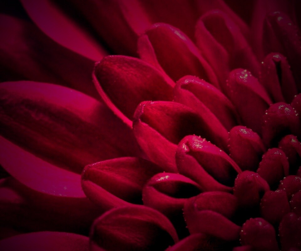 Лепестки хризантемы обои