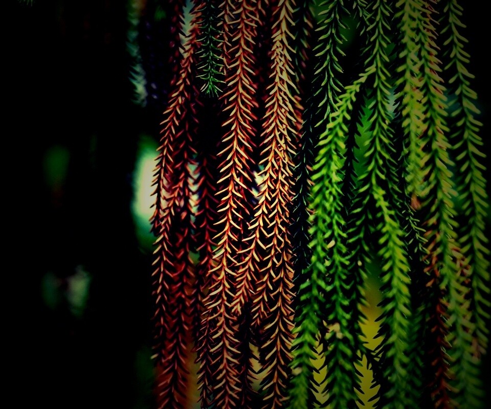 Зеленые колючки обои