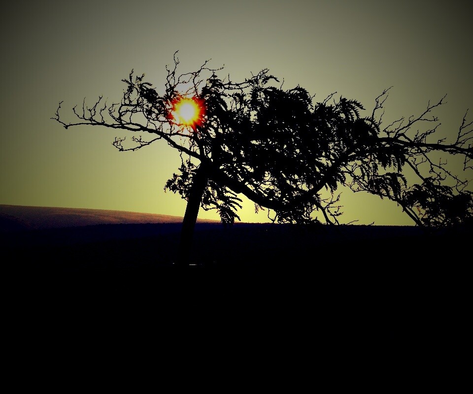 Дерево на закате обои
