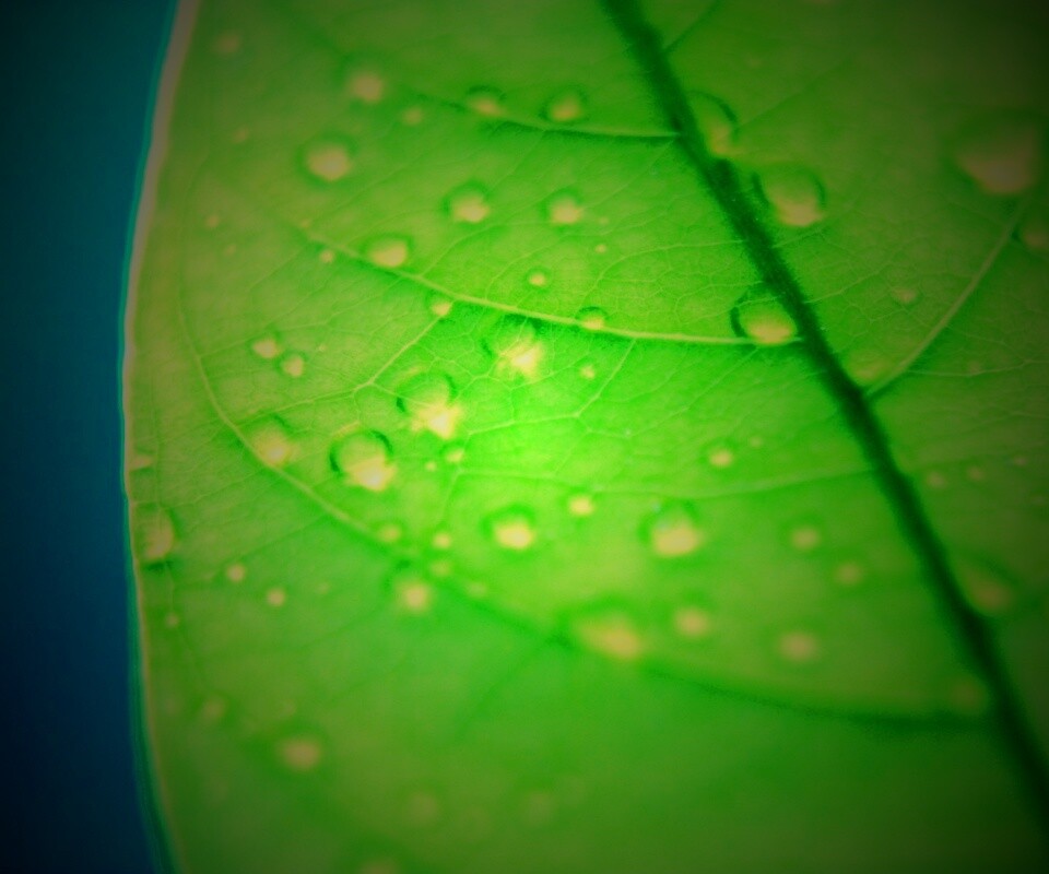 Зеленый листик в макро обои