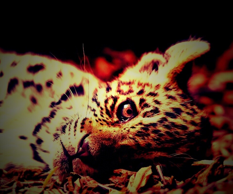 Гепард котенок обои