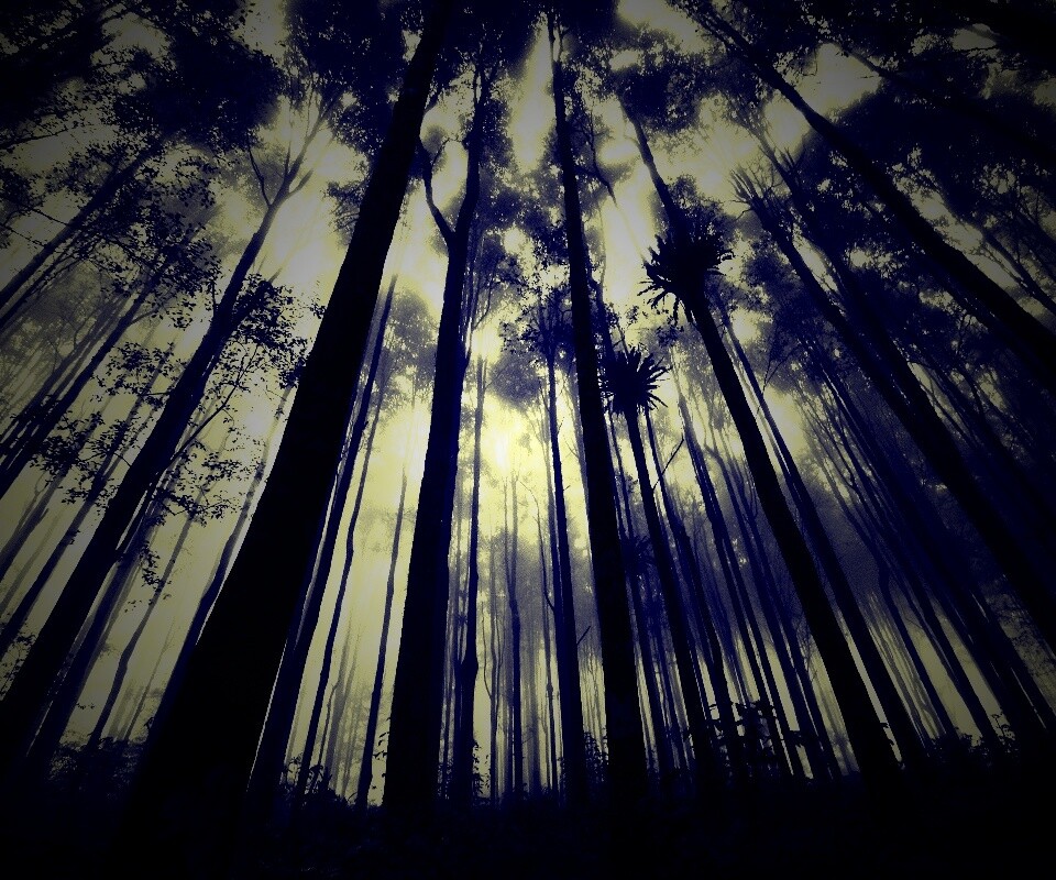 Джунгли обои