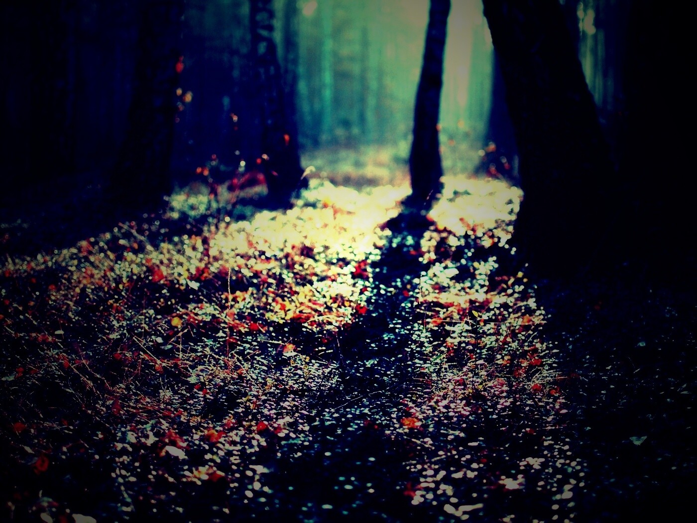 Лесная земля обои