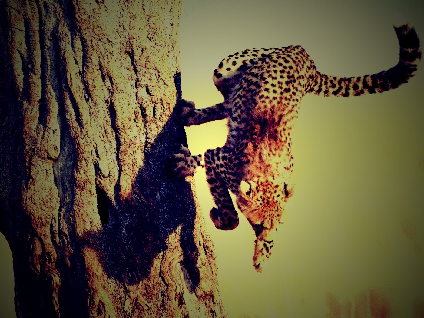 Скалолаз обои