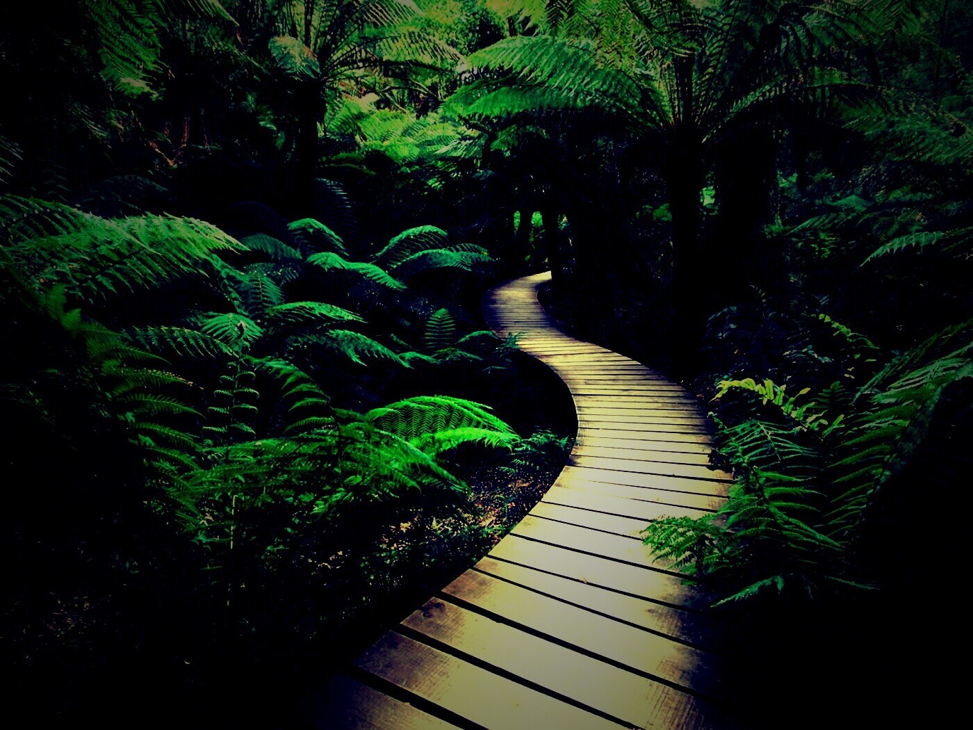 Дорожка в зарослях обои