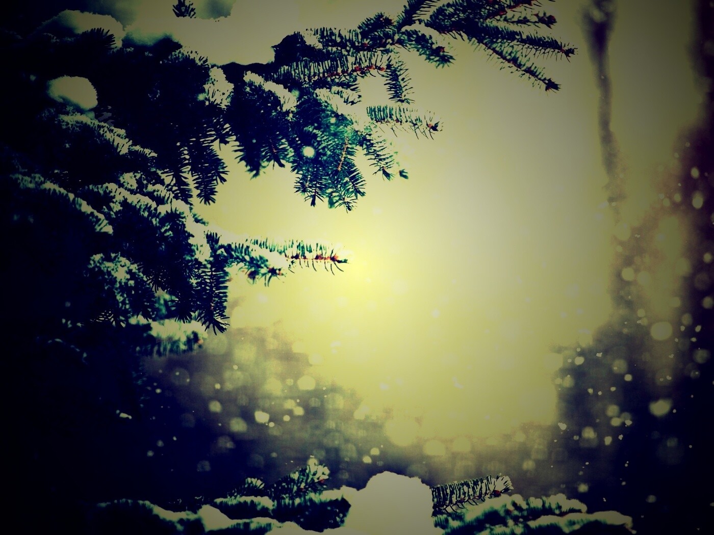 Еловые лапы в снегу обои