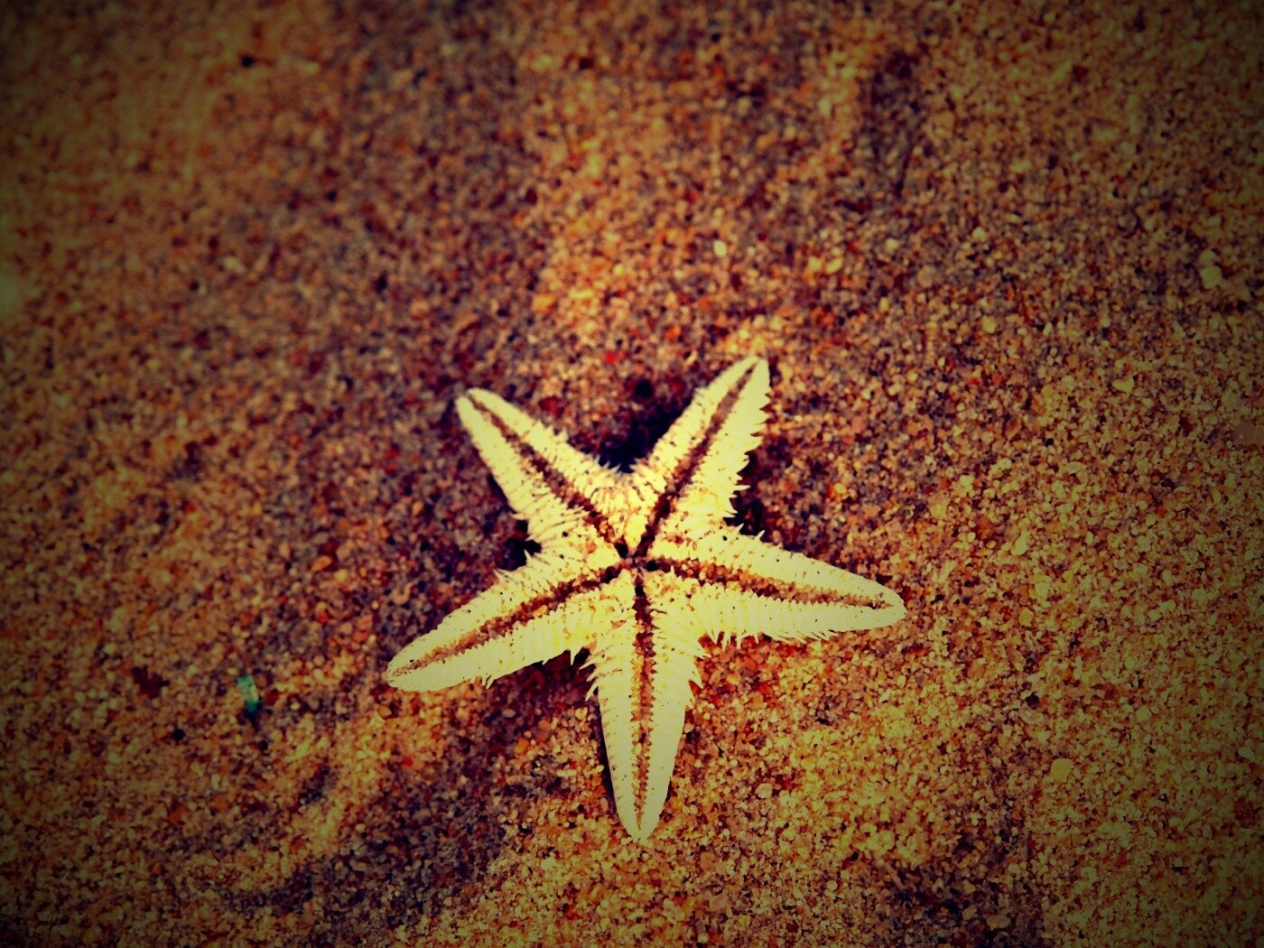 Морская звезда на песке обои