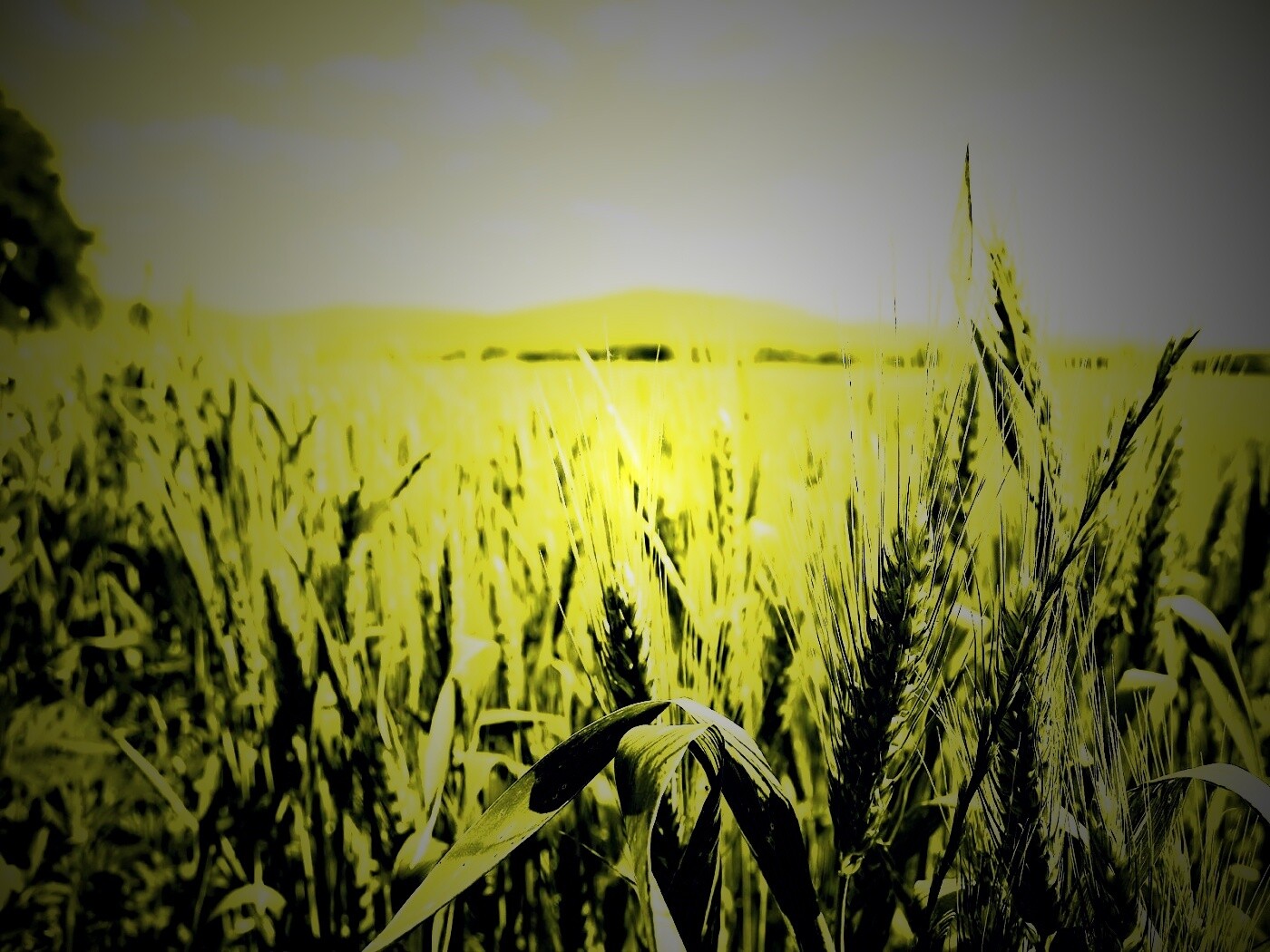 В полях обои