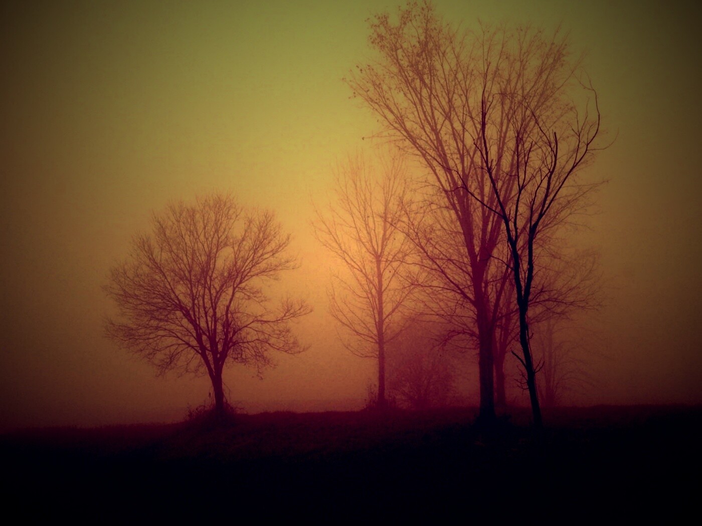 Деревья в тумане обои