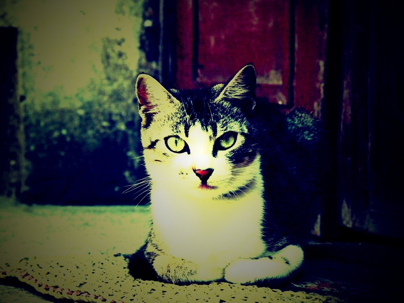 Кошечка на подстилке обои