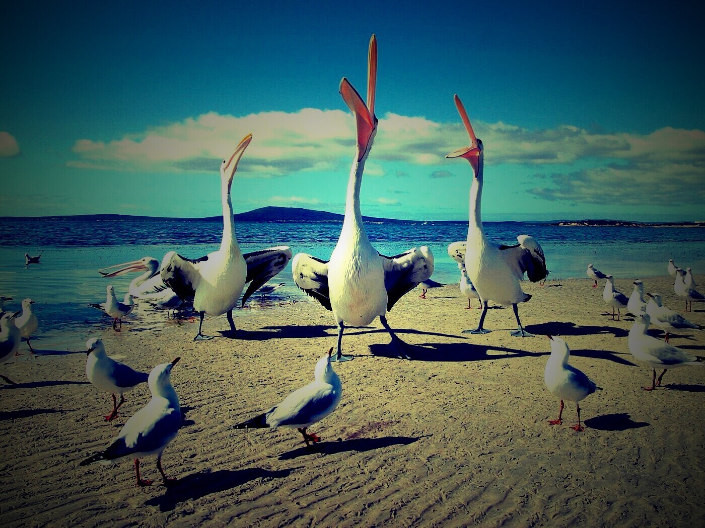 Пеликаны и чайки обои