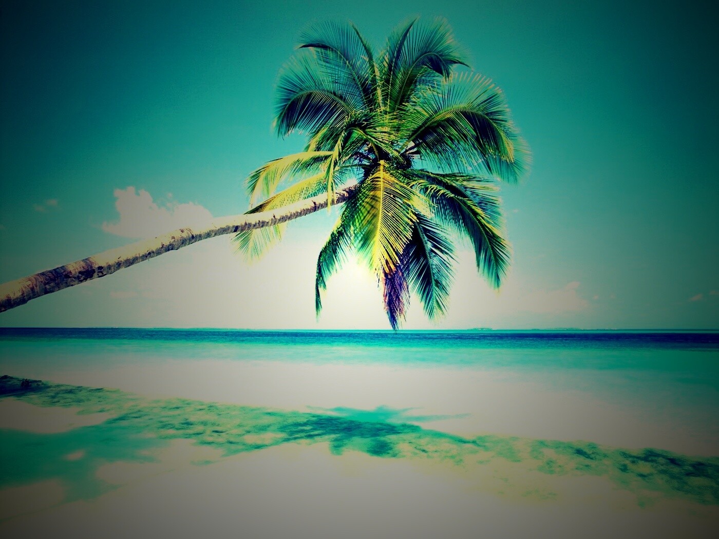 Пальма на лазурном берегу обои