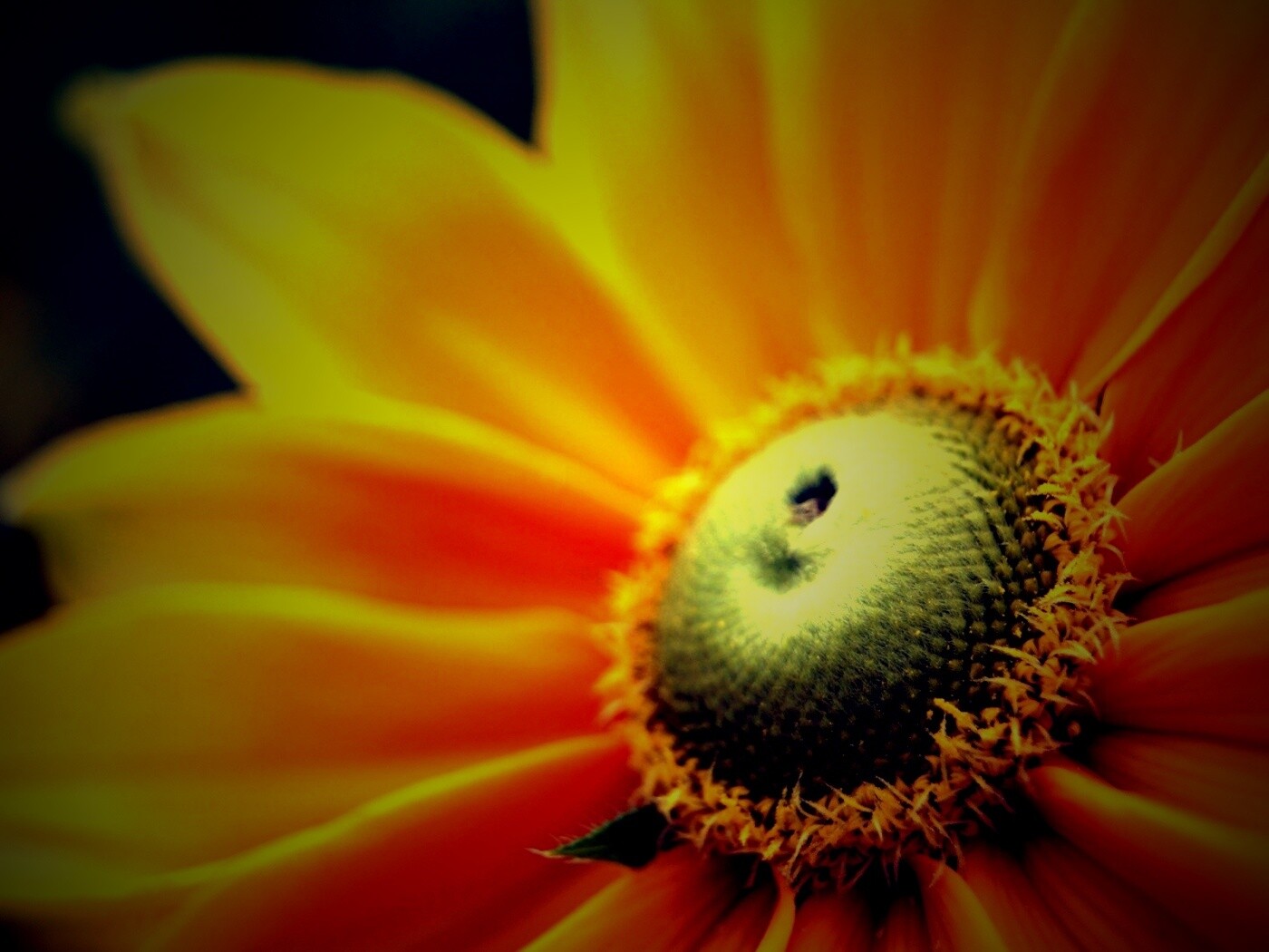 Недозрелый цветок подсолнечника обои