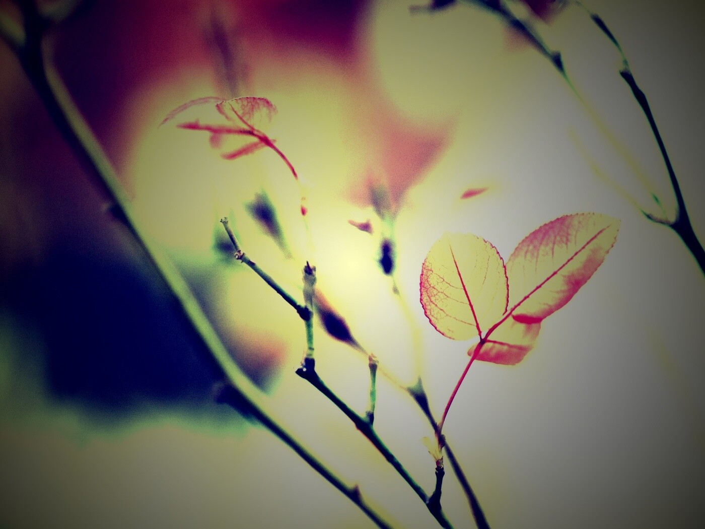 Красные листики обои