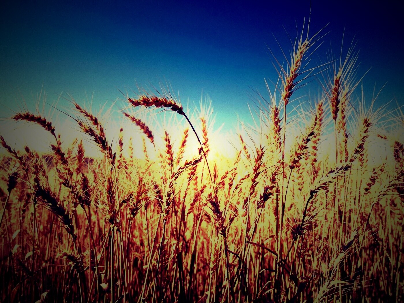 Пшеничные колосья обои