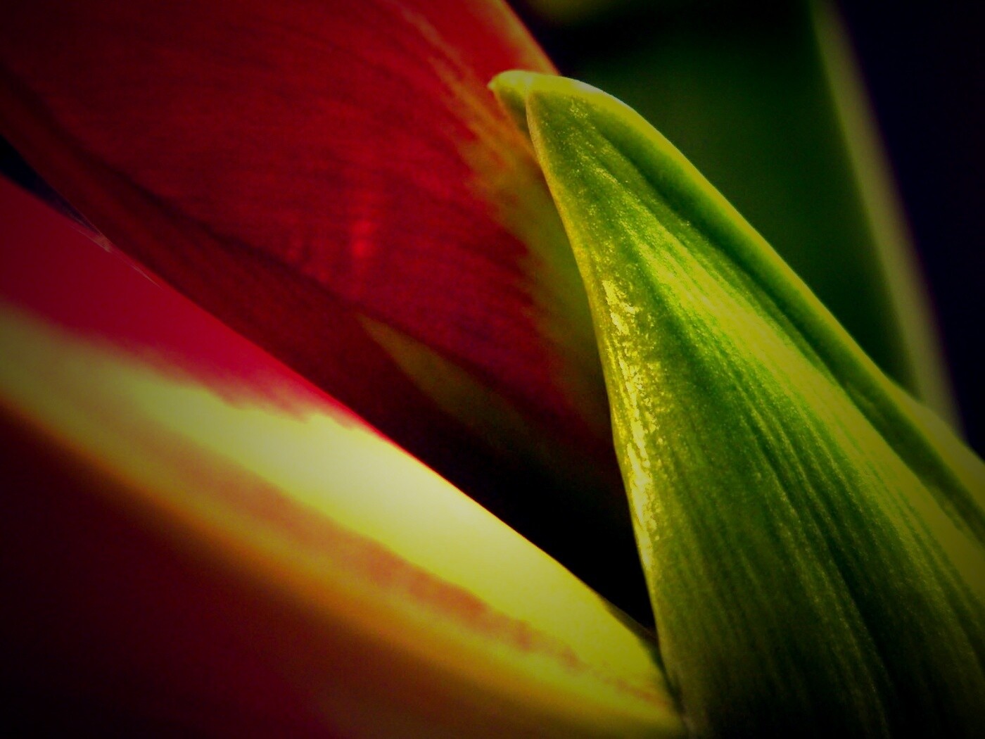 Макро фото цветка обои